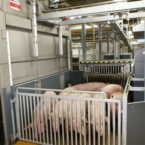 Pig Stunning Equipment .